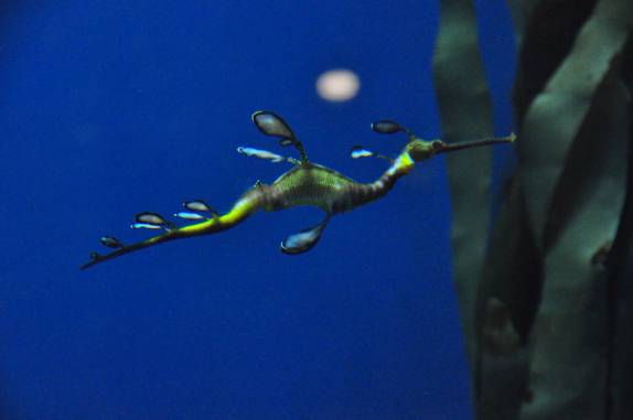 O magnífico Dragon Fish no Aquário de Atlanta, na Georgia - EUA